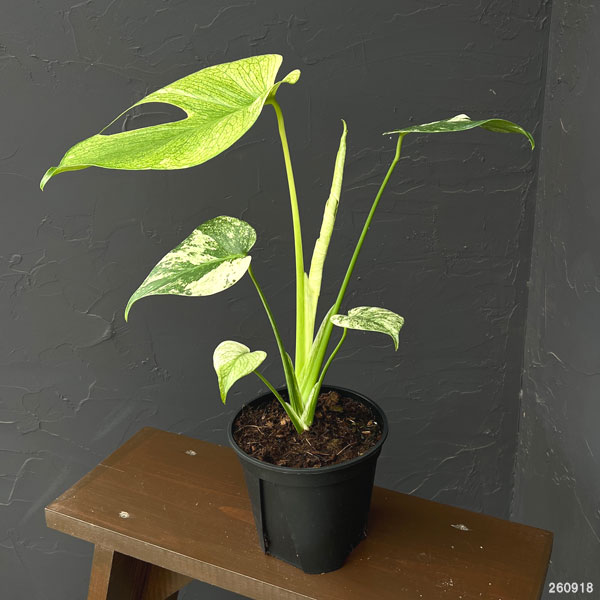 モンステラ：ホワイトモンスター　5号鉢植え