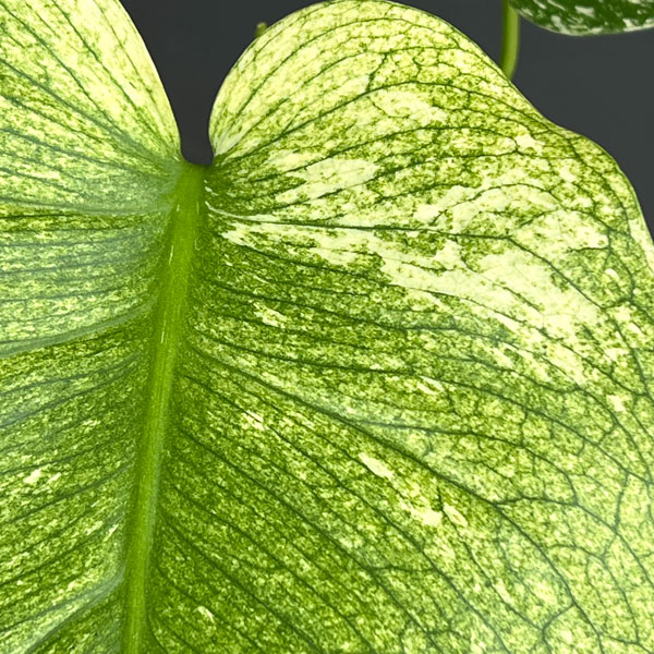 モンステラ：ホワイトモンスター　5号鉢植え
