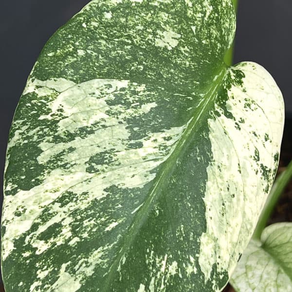 モンステラ：ホワイトモンスター　5号鉢植え