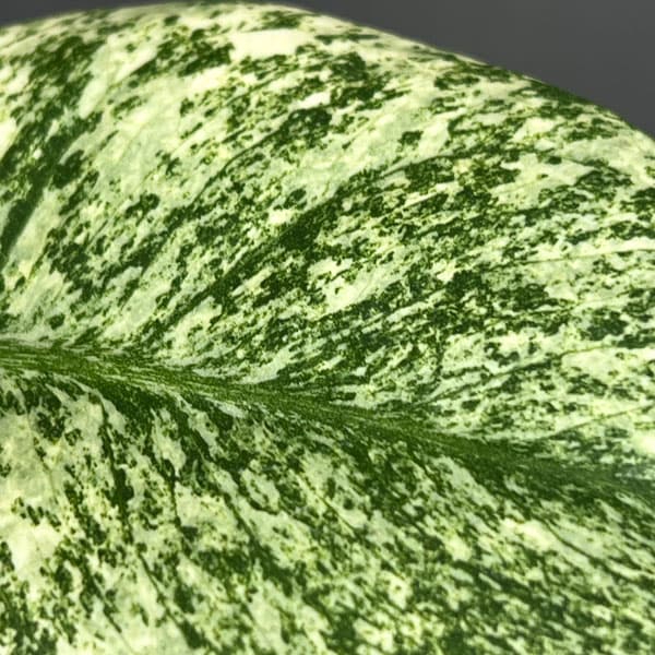 モンステラ：ホワイトモンスター　5号鉢植え