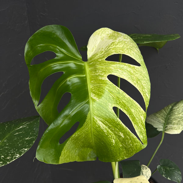 モンステラ：ホワイトモンスター　5号鉢植え