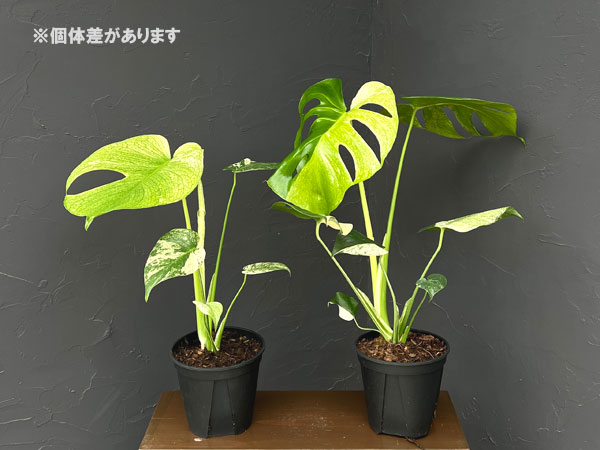 モンステラ：ホワイトモンスター　5号鉢植え
