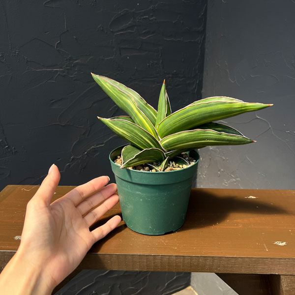 サンスベリア:サムライドワーフ バリエガータ(斑入り) 4号鉢植え