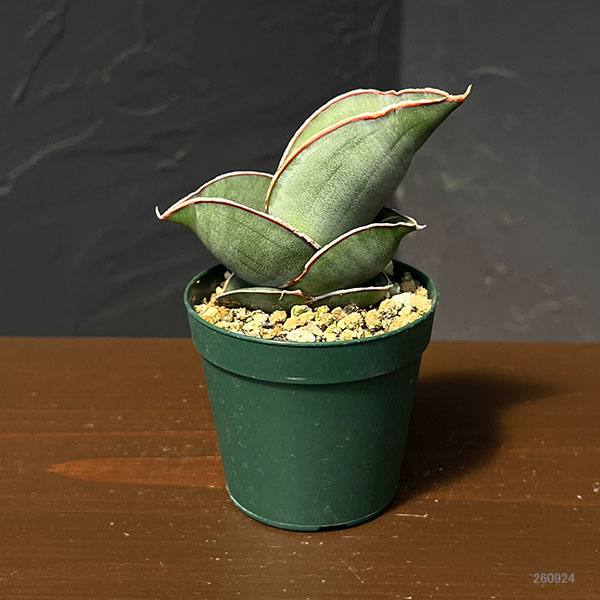 サンセベリア:エレンベルギー バナナ 2.5号鉢植え*