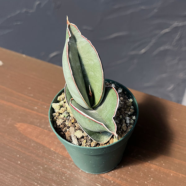 サンセベリア:エレンベルギー バナナ 2.5号鉢植え*