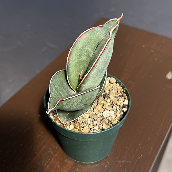 サンセベリア:エレンベルギー バナナ 2.5号鉢植え*