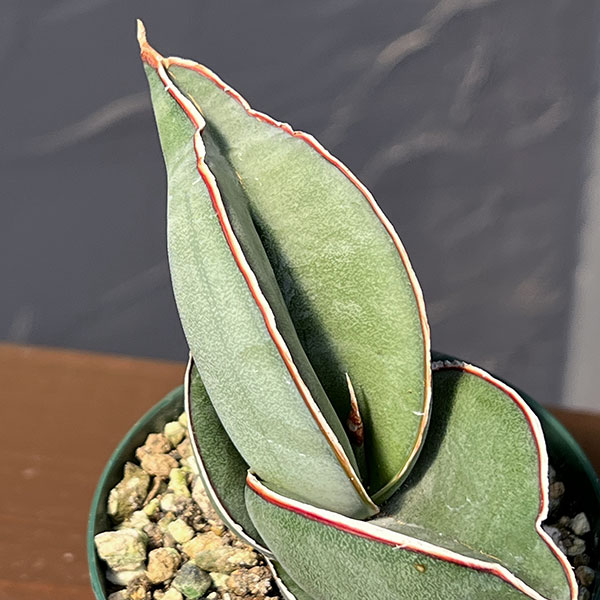 サンセベリア:エレンベルギー バナナ 2.5号鉢植え*