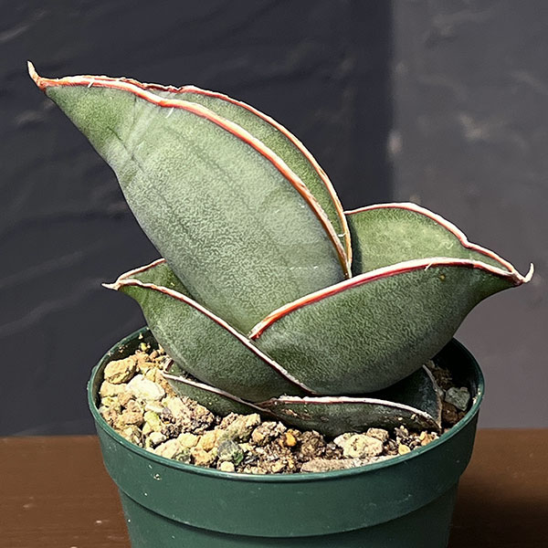 サンセベリア:エレンベルギー バナナ 2.5号鉢植え*