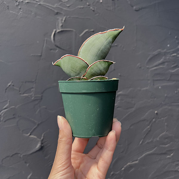 サンセベリア:エレンベルギー バナナ 2.5号鉢植え*