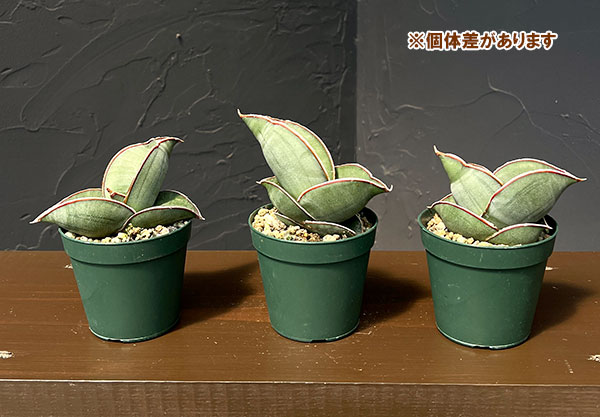 サンセベリア:エレンベルギー バナナ 2.5号鉢植え*