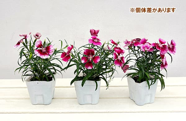 ダイアンサス:ベンティパフェ クリムソンアイ 3.5号ポット