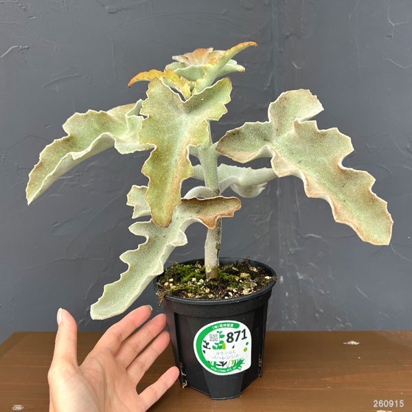 カランコエ:センニョノマイ 4号鉢植え