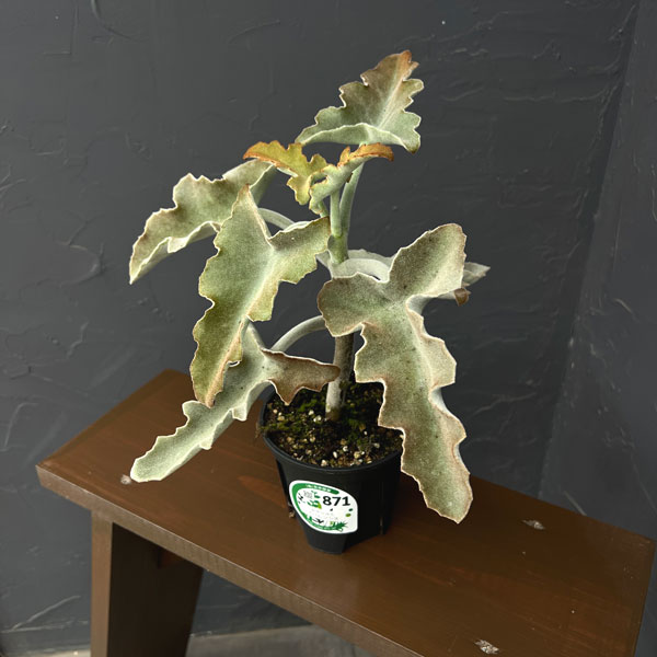 カランコエ:センニョノマイ 4号鉢植え