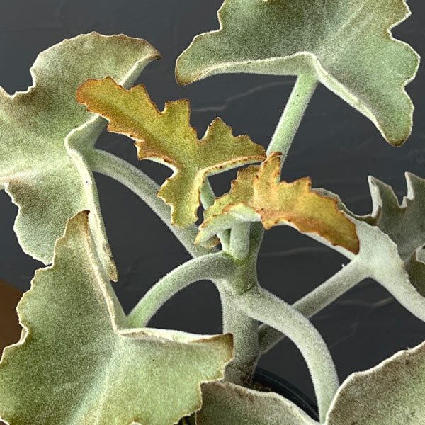 カランコエ:センニョノマイ 4号鉢植え