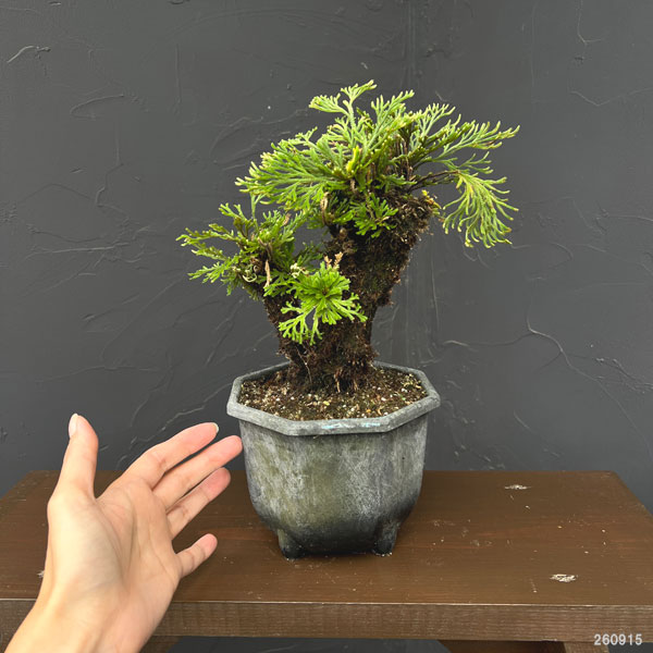 イワヒバ(イワマツ):おまかせ盆栽仕立て 5号鉢植え