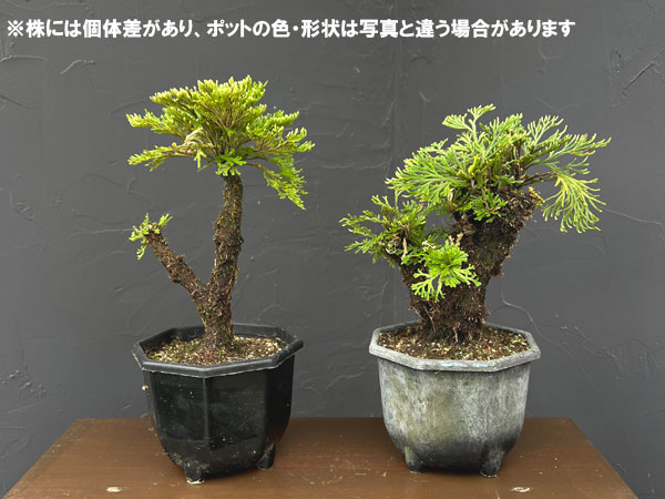 イワヒバ(イワマツ):おまかせ盆栽仕立て 5号鉢植え