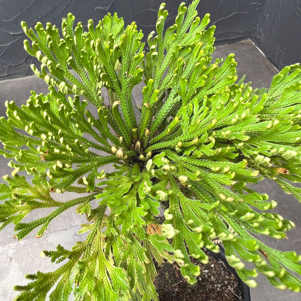 イワヒバ(イワマツ):おまかせ盆栽仕立て 5号鉢植え