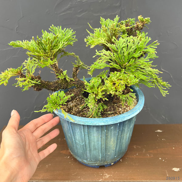 イワヒバ(イワマツ):おまかせ盆栽仕立て 6号鉢植え