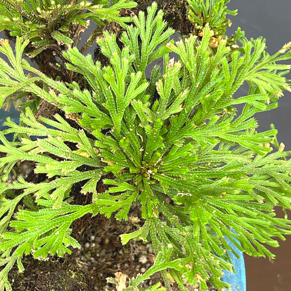 イワヒバ(イワマツ):おまかせ盆栽仕立て 6号鉢植え