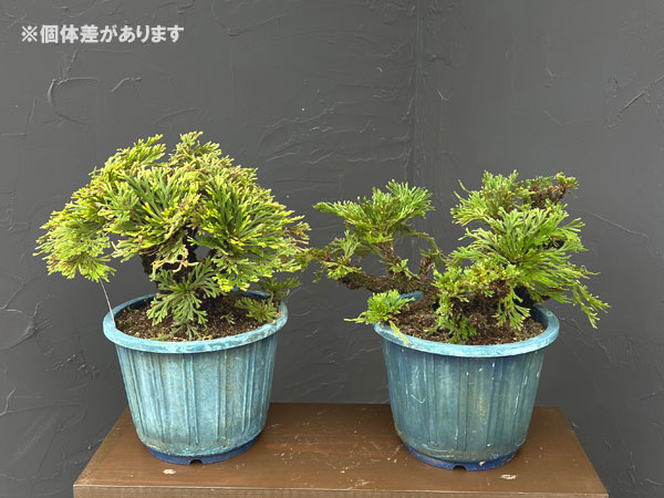 イワヒバ(イワマツ):おまかせ盆栽仕立て 6号鉢植え