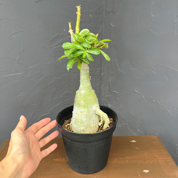 アデニウム:オベスム ナイトバタフライ 5号鉢植え