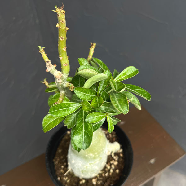 アデニウム:オベスム ナイトバタフライ 5号鉢植え