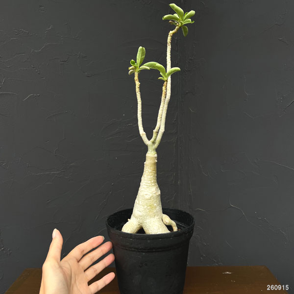 アデニウム:オベスム ブラックシープ 5号鉢植え