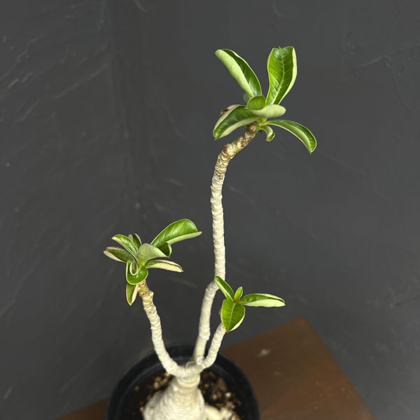アデニウム:オベスム ブラックシープ 5号鉢植え