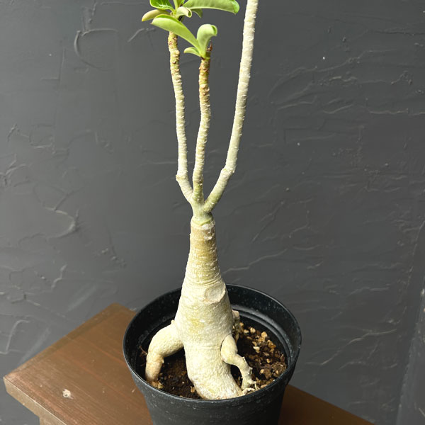 アデニウム:オベスム ブラックシープ 5号鉢植え