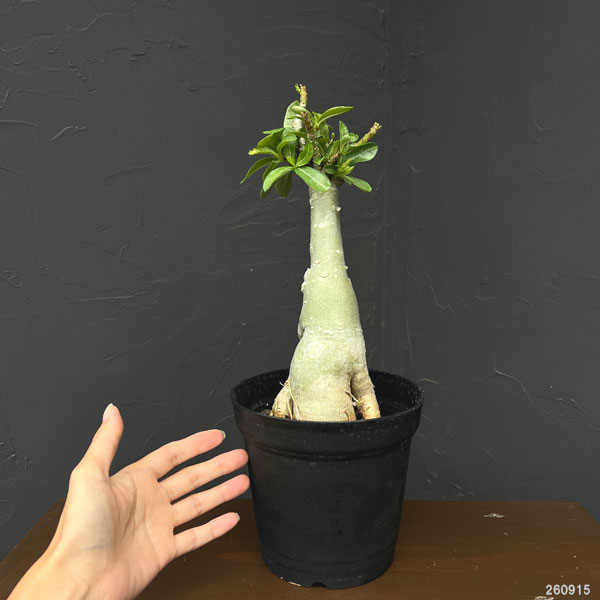 アデニウム:オベスム バナナ 5号鉢植え