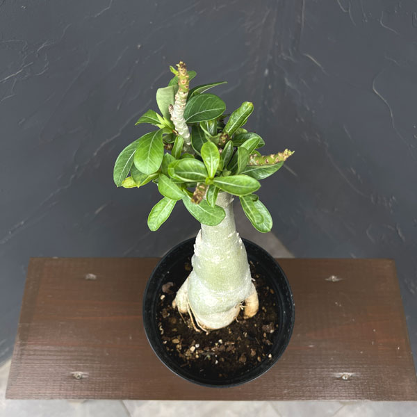 アデニウム:オベスム バナナ 5号鉢植え