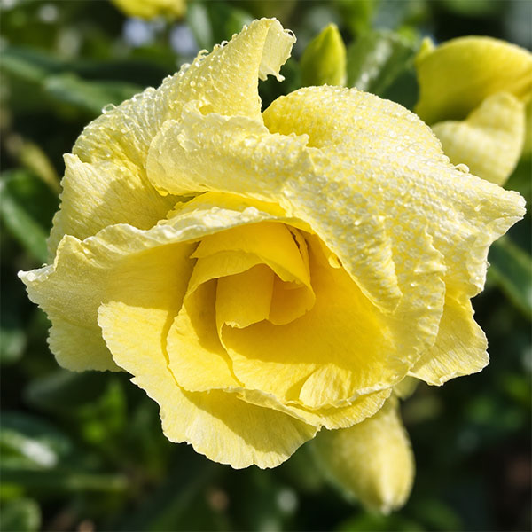 アデニウム:オベスム バナナ 5号鉢植え