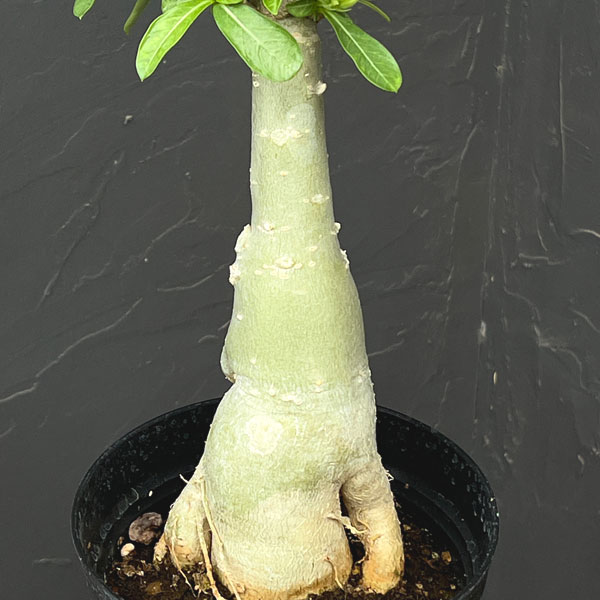 アデニウム:オベスム バナナ 5号鉢植え