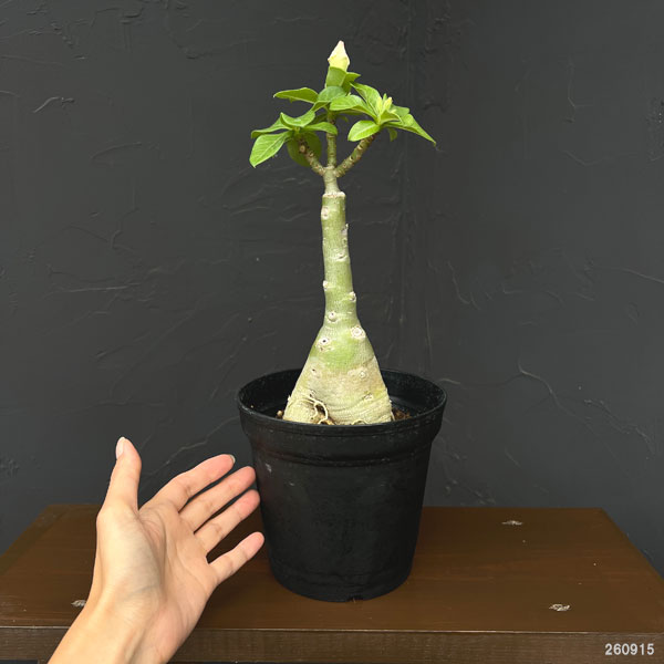 アデニウム:オベスム Ploy sai(プロイ・サイ)5号鉢植え