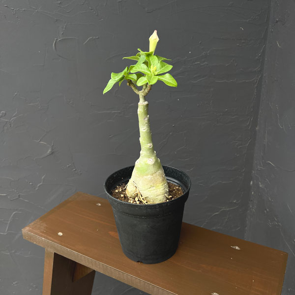 アデニウム:オベスム Ploy sai(プロイ・サイ)5号鉢植え