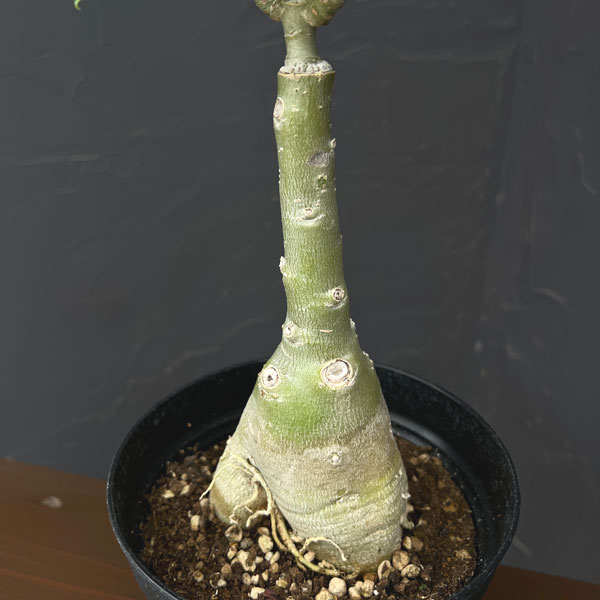 アデニウム:オベスム Ploy sai(プロイ・サイ)5号鉢植え