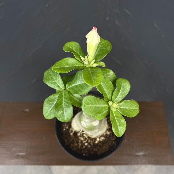 アデニウム:オベスム Ploy sai(プロイ・サイ)5号鉢植え