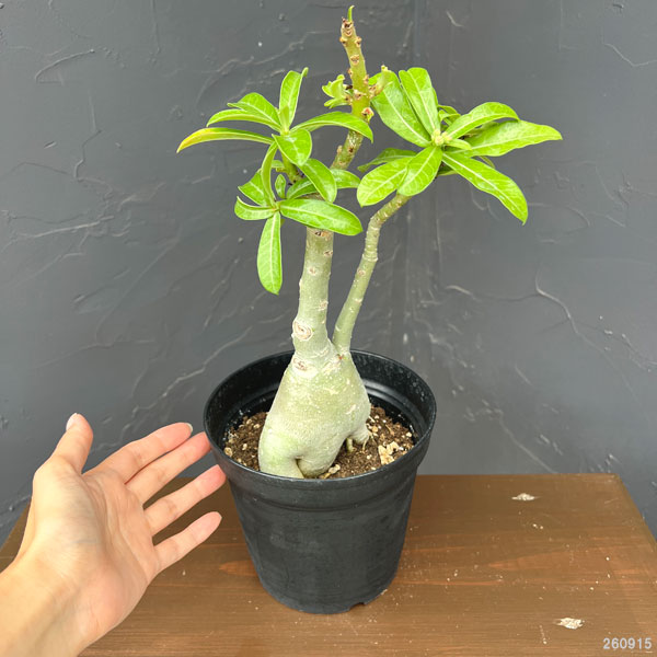 アデニウム:オベスム Miguel(ミゲル) 5号鉢植え