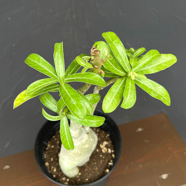 アデニウム:オベスム Miguel(ミゲル) 5号鉢植え