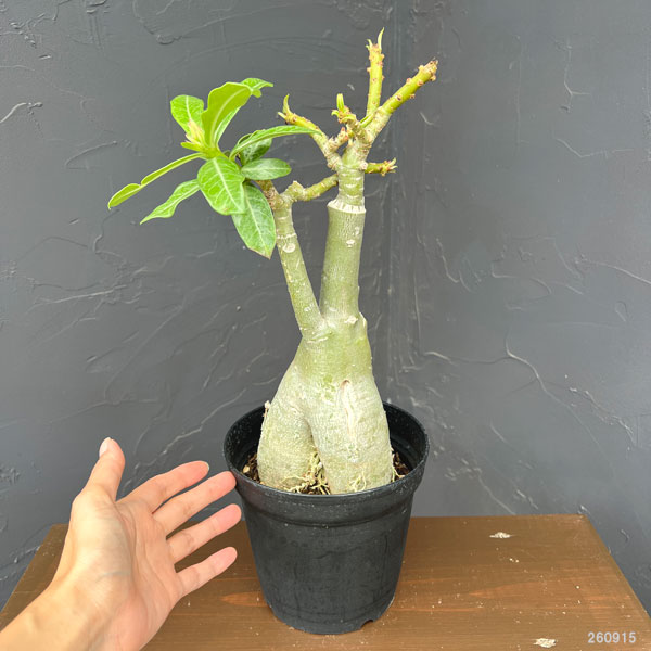アデニウム:オベスム Choke kea chan(チョーク・ケー・チャン) 5号鉢植え