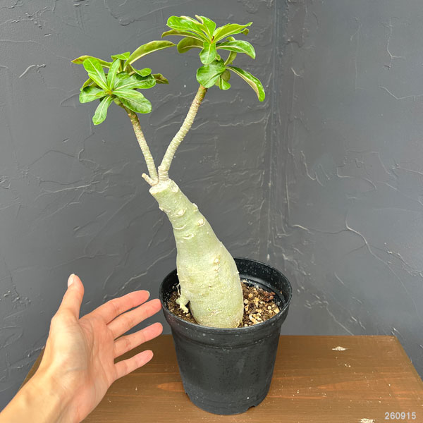 アデニウム:オベスム Siam yellow(シャムイエロー) 5号鉢植え