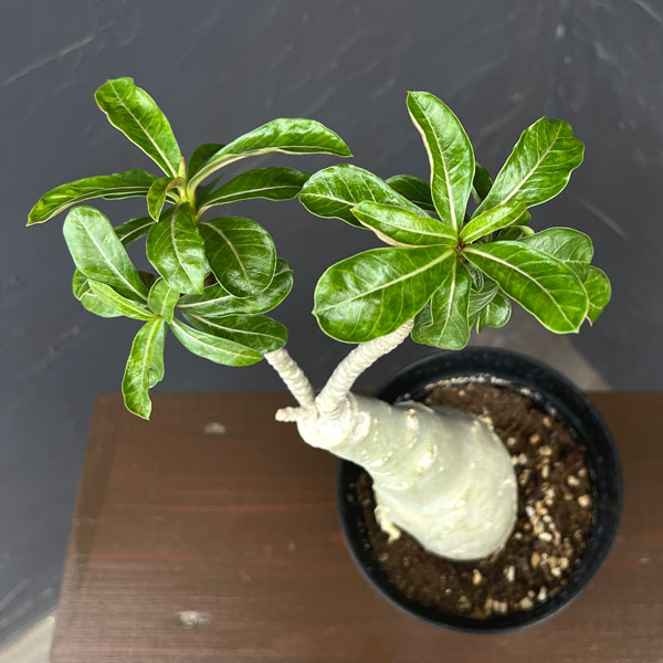 アデニウム:オベスム Siam yellow(シャムイエロー) 5号鉢植え