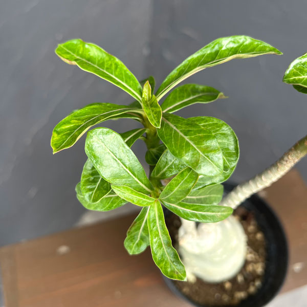 アデニウム:オベスム Siam yellow(シャムイエロー) 5号鉢植え