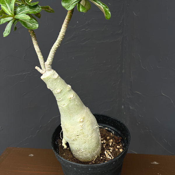 アデニウム:オベスム Siam yellow(シャムイエロー) 5号鉢植え