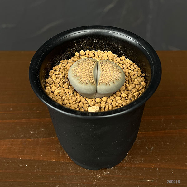 リトープス：伝法玉2.5号鉢植え