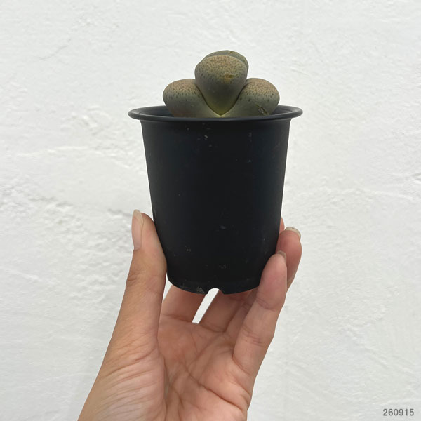リトープス:露花玉2.5号鉢植え