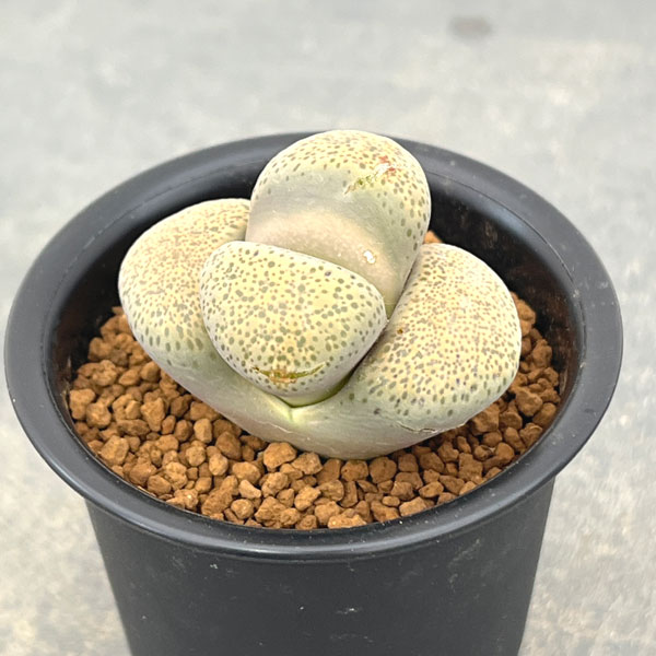 リトープス:露花玉2.5号鉢植え