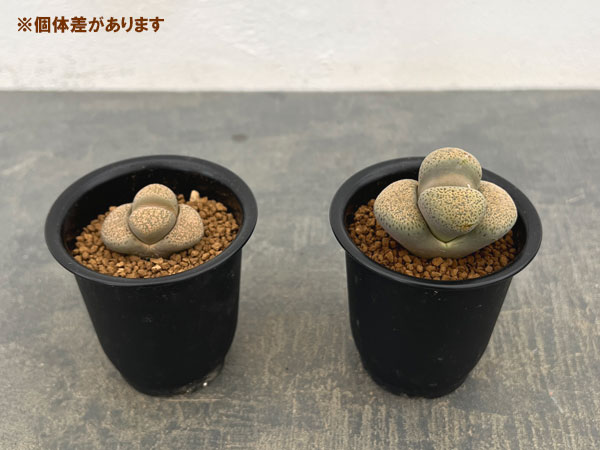 リトープス:露花玉2.5号鉢植え