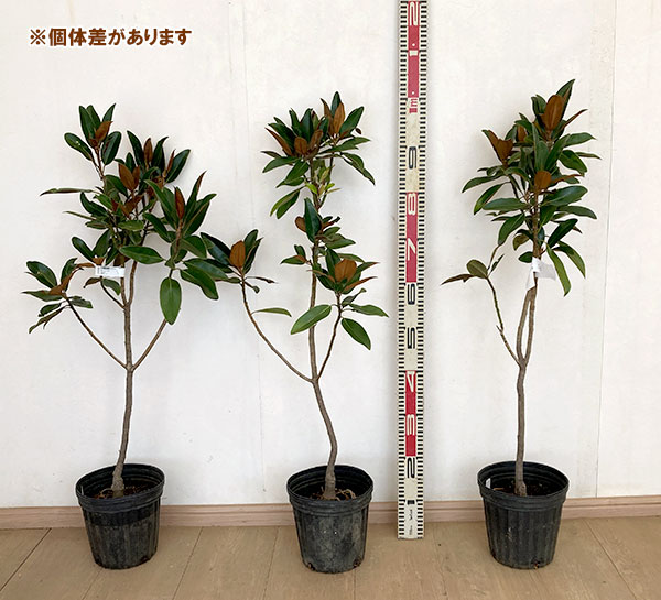 タイサンボク:アルタ6号ポット