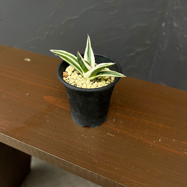 アガベ:氷山(ビクトリアエレギナエ斑入り) 2.5号